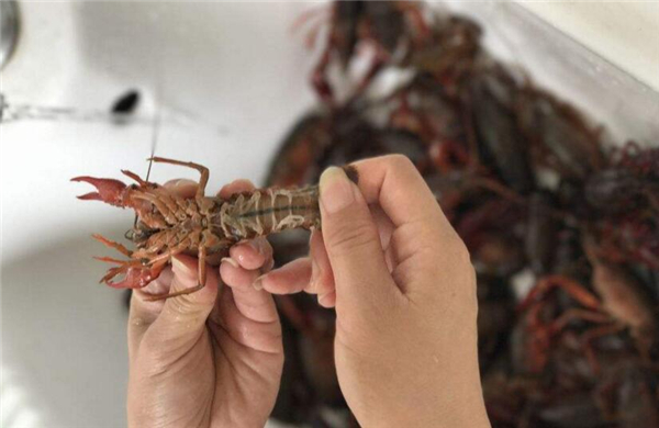蝦尾怎么清洗，清洗蝦尾有兩方法