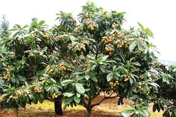 為什么家里不能栽枇杷(種枇杷樹(shù)招鬼)，種枇杷樹(shù)的忌諱