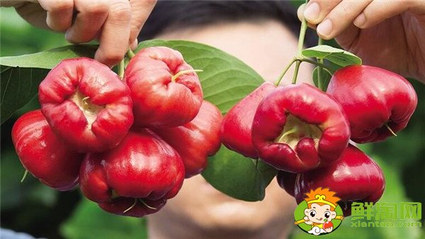 蓮霧產地在哪里，蓮霧產地有哪些地方