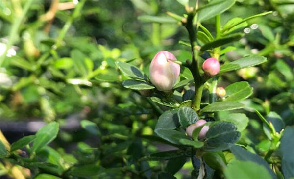 指橙樹什么時候開花，指橙幾年掛果