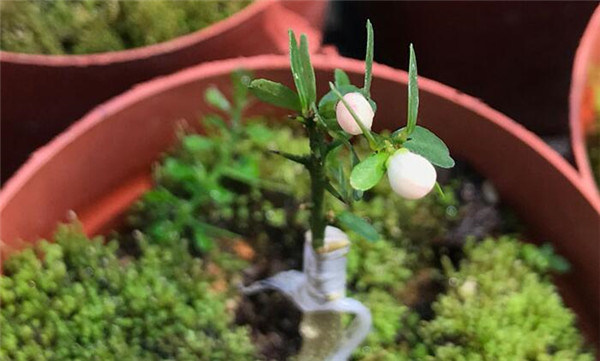 澳洲指橙苗種植技巧，澳洲指橙生長環境