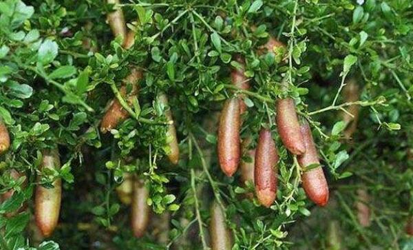 指橙的種植需要什么條件，指橙種植條件南北方