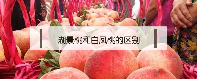 湖景桃和白鳳桃的區(qū)別