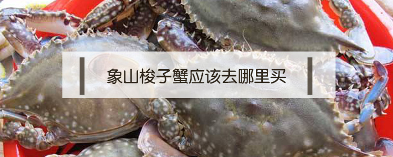 象山梭子蟹應(yīng)該去哪里買