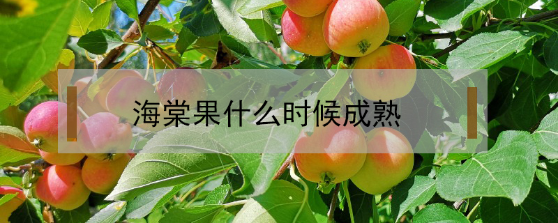 海棠果什么時(shí)候成熟