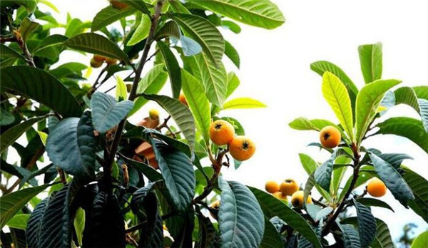 為什么家里不能栽枇杷(種枇杷樹(shù)招鬼)，種枇杷樹(shù)的忌諱
