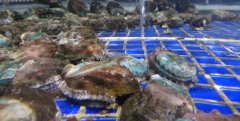 鮑魚怎么清洗，鮑魚清洗方法