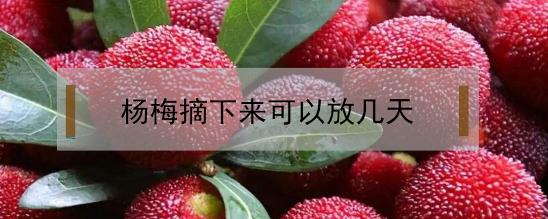 楊梅摘下來(lái)可以放幾天