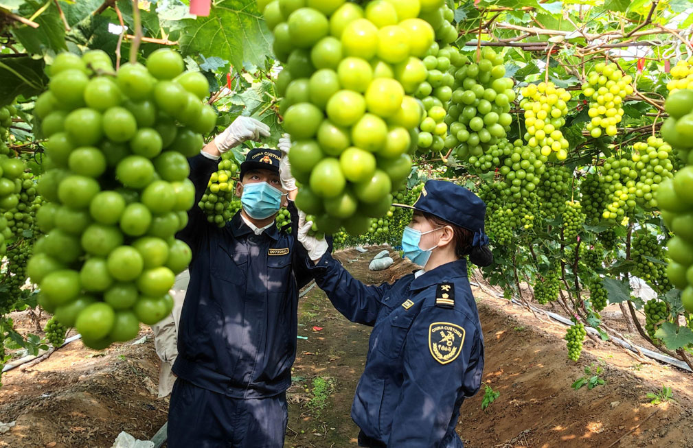 中國(guó)首次通過海運(yùn)向澳大利亞出口葡萄